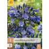 AGAPANTHUS BLACK BUDDHIST 1X