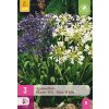 AGAPANTHUS BLAUW - WIT / BLUE - WHITE 3X