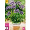 AGAPANTHUS BLAUW / BLUE 3X