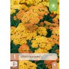 ACHILLEA TERRACOTTA 1X