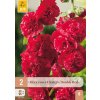 Topolovka ROSEA RED 2 ks