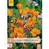 ALSTROEMERIA ORANGE KING 2X
