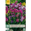 BABIANA STRICTA MIX 10X
