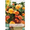Begónie CASCADE SUNRAY 2 ks