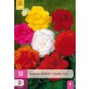 Begónie DOUBLE MIX 10 ks