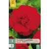 Begónie GRANDIFLORA RED 3 ks