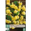 Begónie PENDULA YELLOW 3 ks
