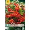 Begónie PENDULA ORANGE 3 ks