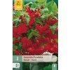Begónie PENDULA RED 3 ks
