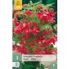 Begónie PENDULA PINK 3 ks
