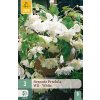 Begónie PENDULA WHITE 3 ks
