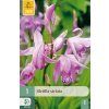 BLETILLA STRIATA 1 ks