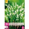 CONVALLARIA MAJALIS 10X