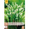 CONVALLARIA MAJALIS 5X