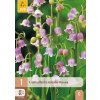 CONVALLARIA MAJALIS ROSEA 1X