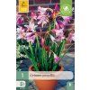 CRINUM POWELLII 1 ks