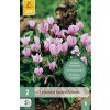 CYCLAMEN HEDERIFOLIUM 2 ks