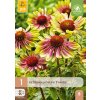 ECHINACEA GREEN TWISTER 1X