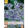 ERYNGIUM JOS EIJKING 1 ks