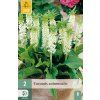 EUCOMIS AUTUMNALIS 2 ks
