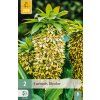 EUCOMIS BICOLOR 2 ks