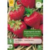 Jahodník / STRAWBERRIES ELSANTA 5X