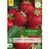 Jahodník / STRAWBERRIES HONEOYE 5X