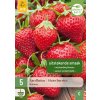 Jahodník / STRAWBERRIES KORONA 5X