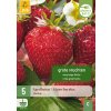 Jahodník / STRAWBERRIES MAXIM 5X