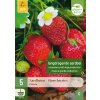Jahodník / STRAWBERRIES OSTARA 5X