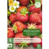 FRAGARIA / STRAWBERRIES SENGA SENGANA 5X