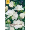 Frézie DOUBLE WHITE 15 ks