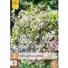 GYPSOPHILA PANICULATA 3X