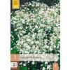 GYPSOPHILA PERFECTA 1X
