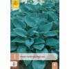 HOSTA HALCYON 1X