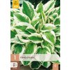 HOSTA PATRIOT 1X