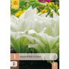 HOSTA WHITE FEATHER 1X