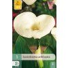 Kala AETHIOPICA 1 ks