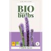 LIATRIS SPICATA 7X