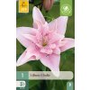 Lilie ELODIE 1 ks
