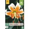 Lilie LADY ALICE 1 ks