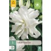 Lilie LOTUS ICE 1 ks
