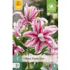 Lilie MAGIC STAR 1 ks