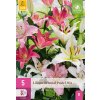 Lilie ORIENTAL PASTEL MIX 5 ks