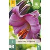 Lilie PINK PERFECTION 1 ks