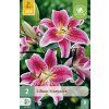 Lilie STARGAZER 2 ks