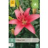 Lilie SYLT 2 ks