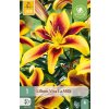 Lilie VIVA LA VIDA 1 ks