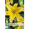 Lilie YELLOW POWER 2 ks