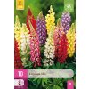 LUPINUS MIX 10 ks